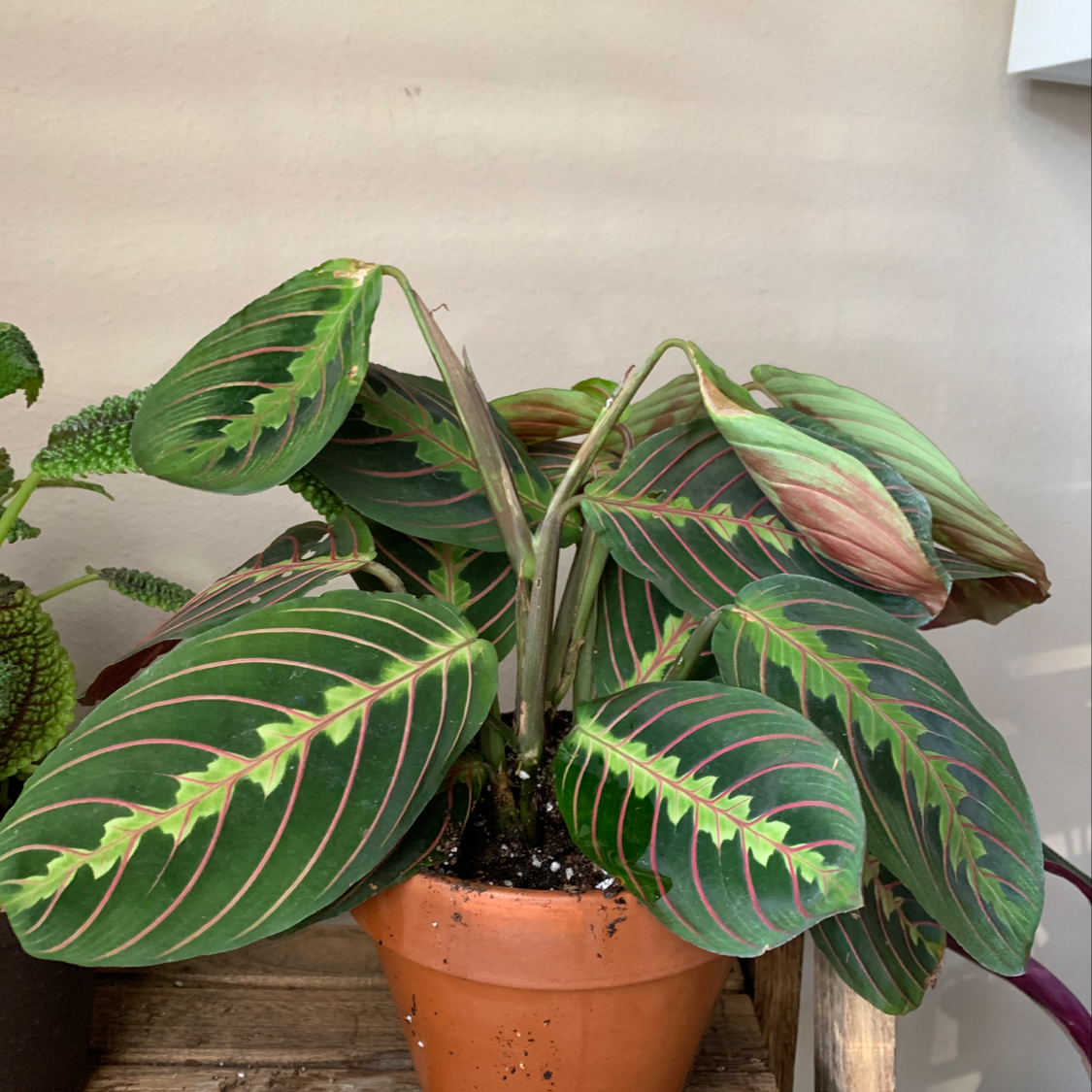 Healthy Green Prayer Plant with vibrant green and red veined leaves pointing upwards, potted in terracotta on a wooden surface.