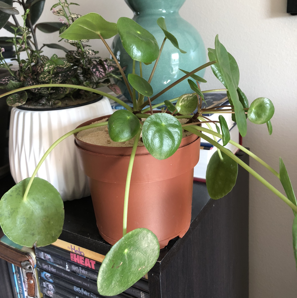 Photo of the plant species LE Lemon Souffle by Sarah named Pilea peperomioides on Greg, the plant care app