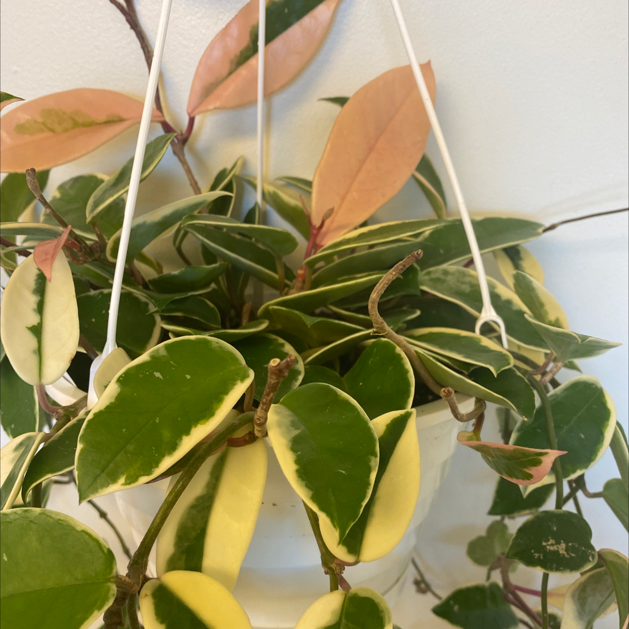 Close-up of a healthy variegated waxplant with glossy green and yellow leaves, no signs of disease or damage.