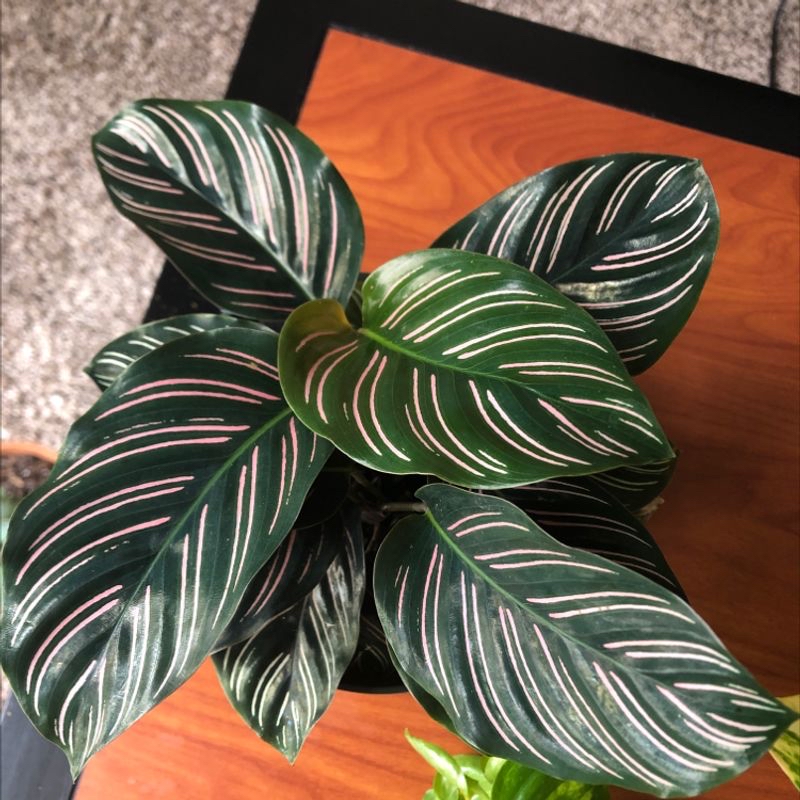 Pinstripe Calathea with distinct white and pink stripes on dark green leaves.