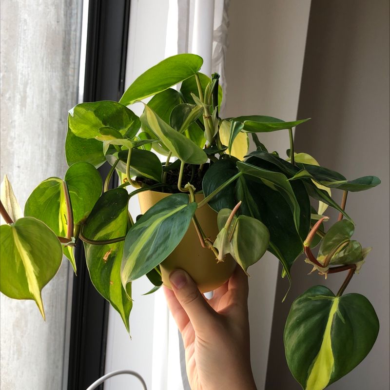 Close-up of a healthy, mature Heartleaf Philodendron with glossy, dark green, heart-shaped leaves held gently by a human hand.