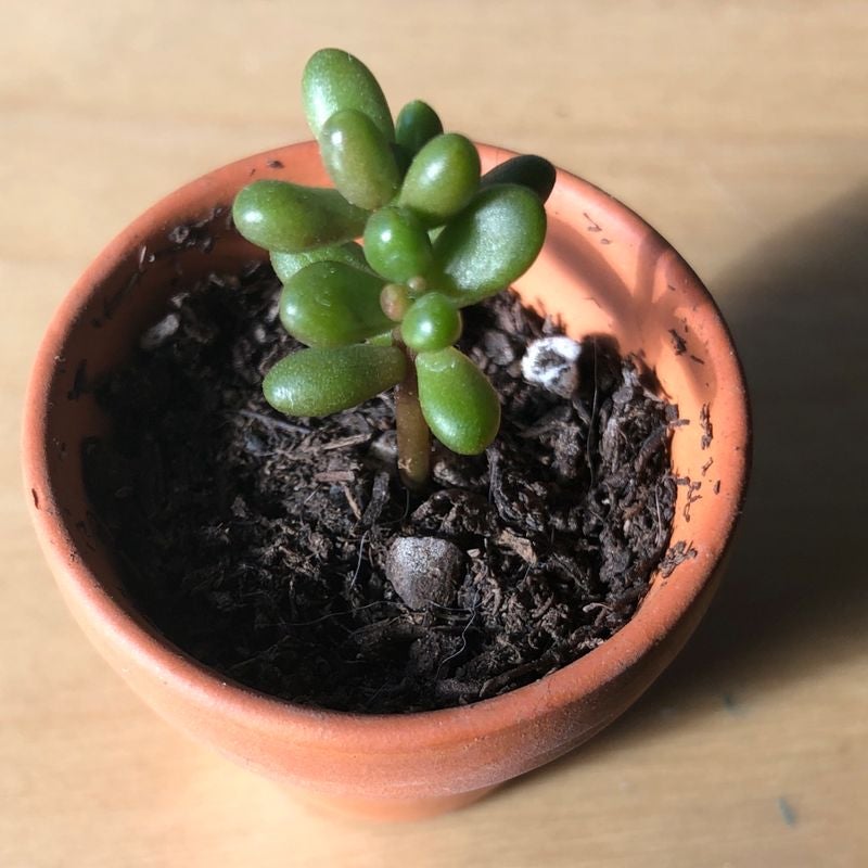 Why Are My Jelly Bean Plant Leaves Droopy?