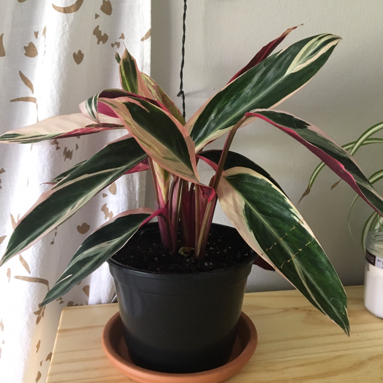Never Never Plant (Ctenanthe oppenheimiana) in a black pot with variegated leaves on a wooden surface.