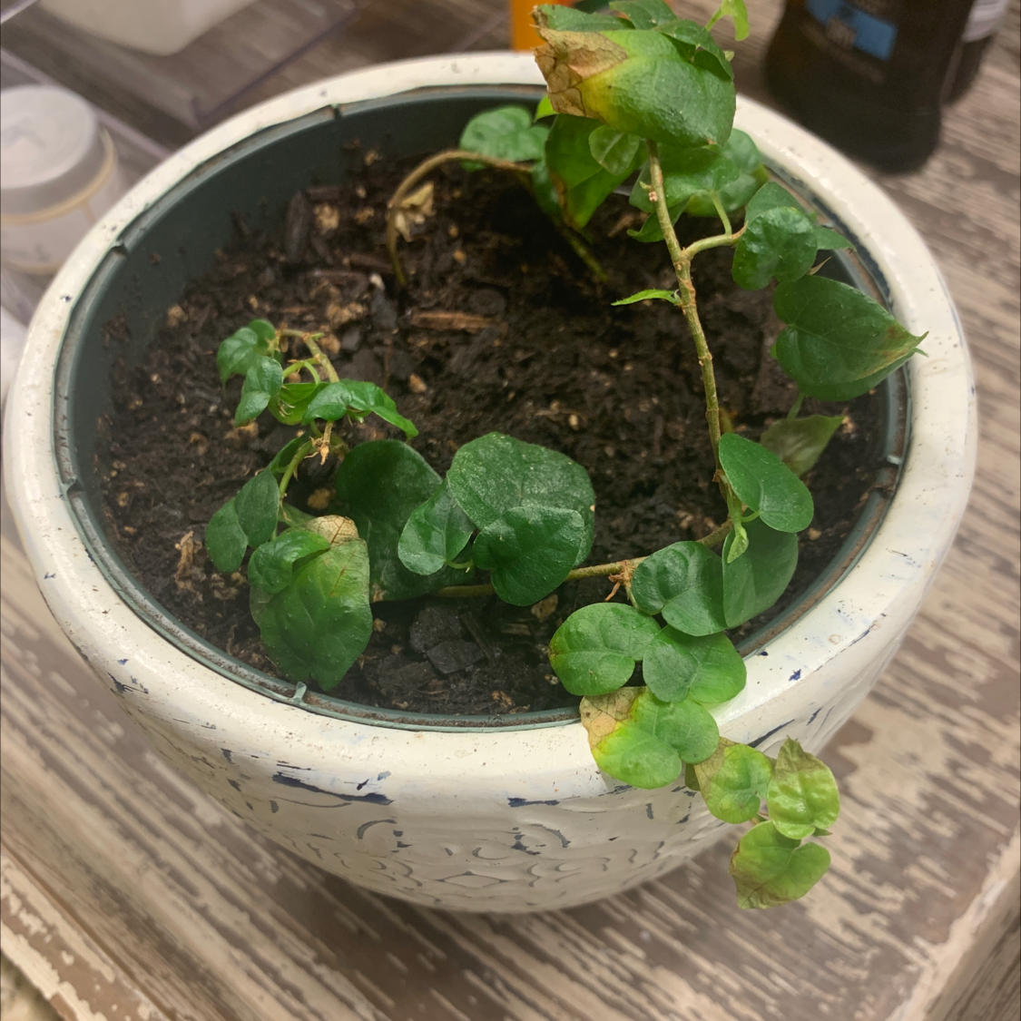 A small potted creeping fig plant with green heart-shaped leaves and slight yellowing, growing in a white ceramic container.