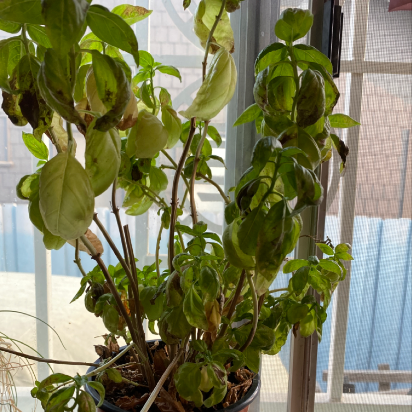 Sweet Basil plant photo by @Hweee named Baso on Greg, the plant care app.