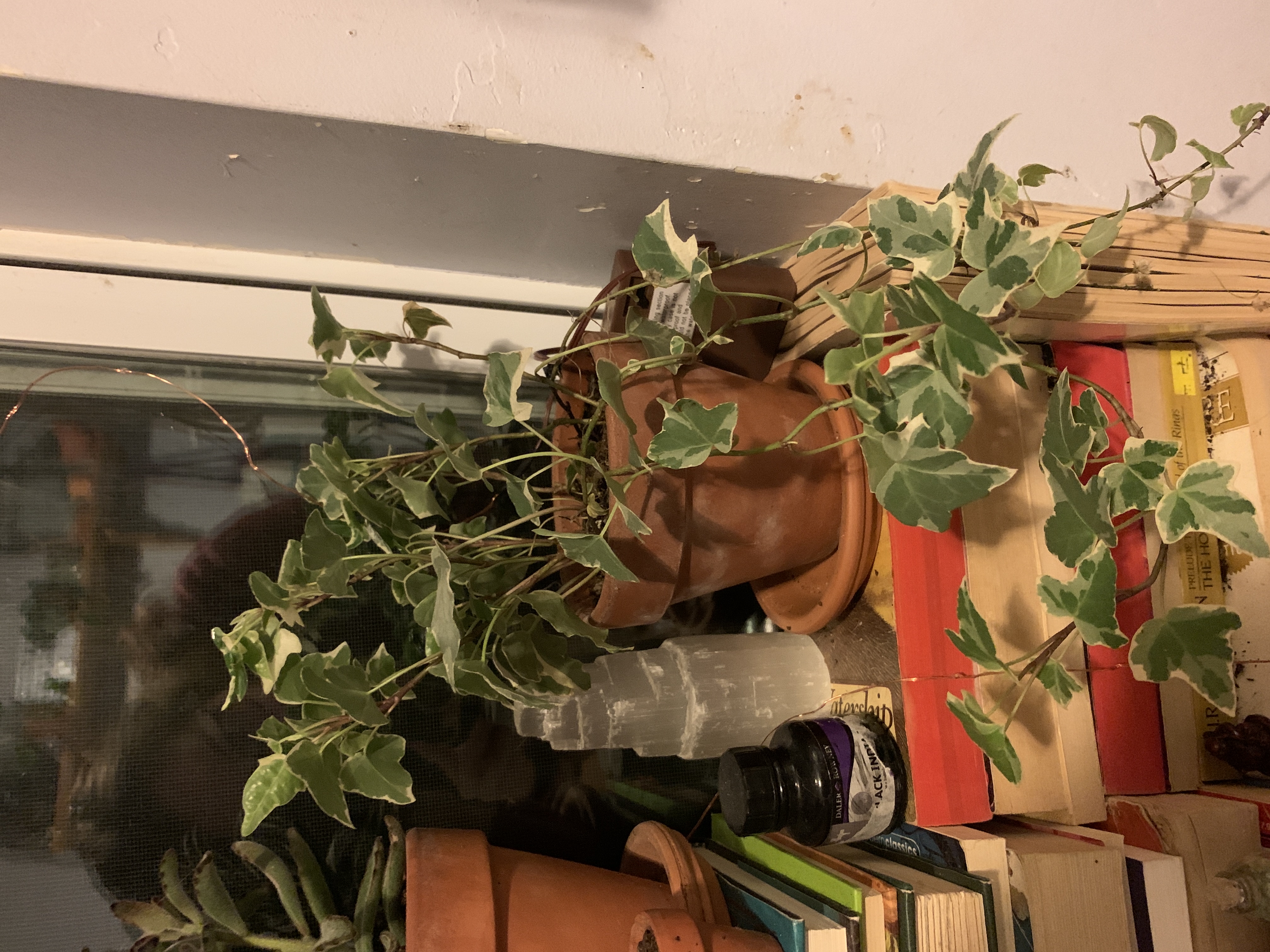 Healthy English ivy plant with trailing vines cascading down a bookshelf, surrounded by books and objects.