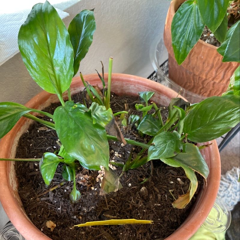 A healthy peace lily plant with vibrant green leaves in a terracotta pot, photographed against a light background.