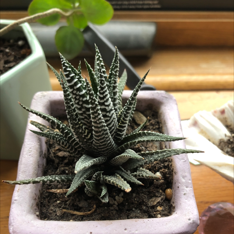 Healthy fairy washboard succulent plant with thick textured green leaves covered in white bumps, in a square ceramic pot.