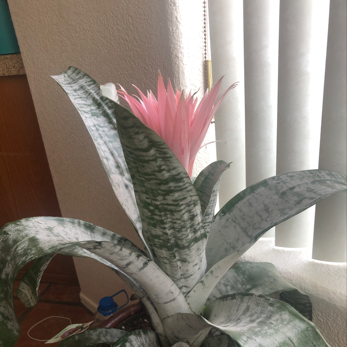 Urn Plant with broad, variegated leaves and a prominent pink flower indoors near a window.