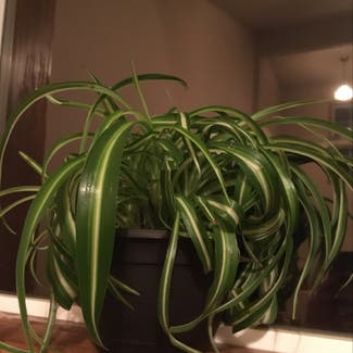 Spider Plant plant in Boise, Idaho