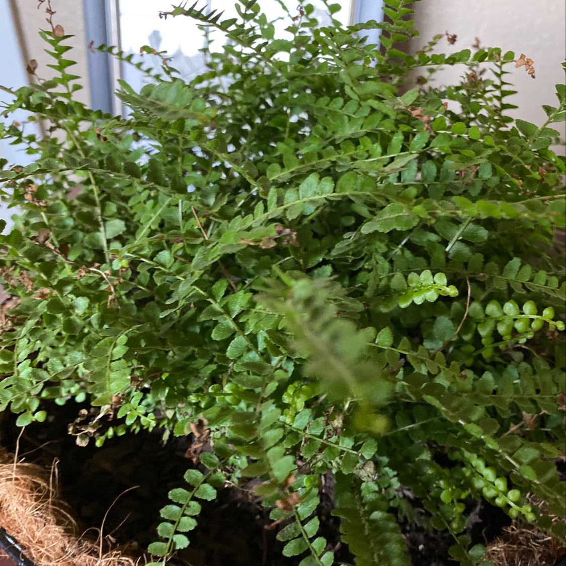 Photo of the plant species Box honeysuckle by Rebekah named Fernanda on Greg, the plant care app