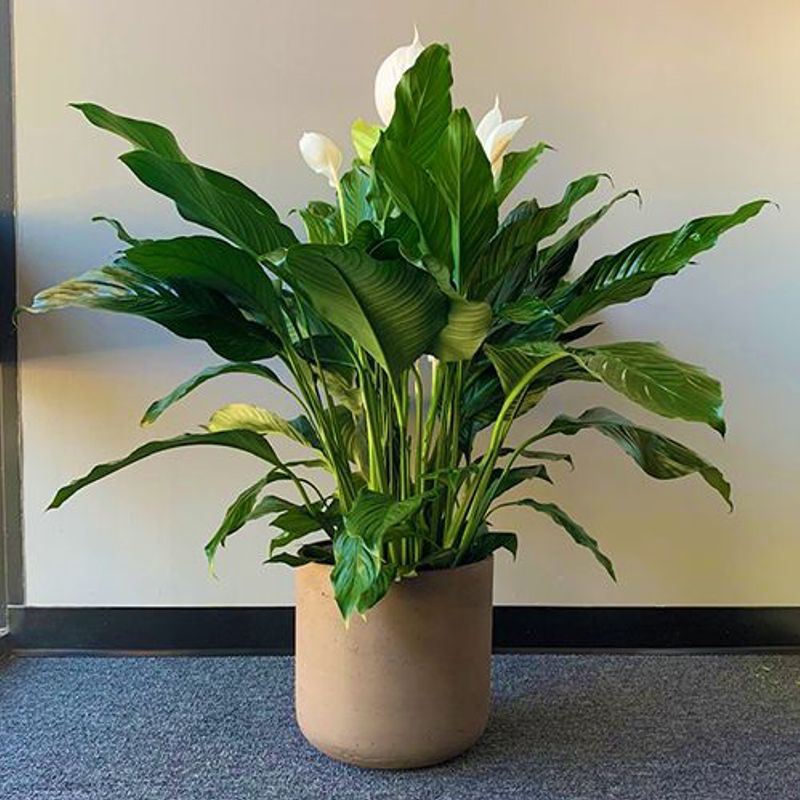 ✌️ Peace Lily Soil