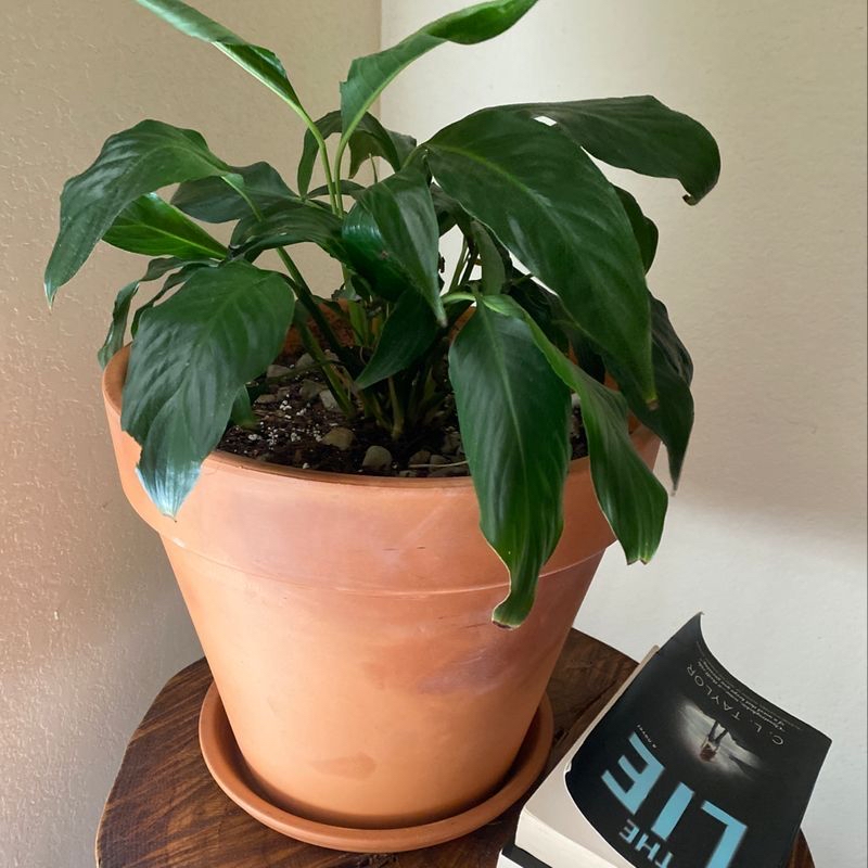 Healthy potted peace lily plant on wooden surface next to digital scale displaying 91.7 grams.