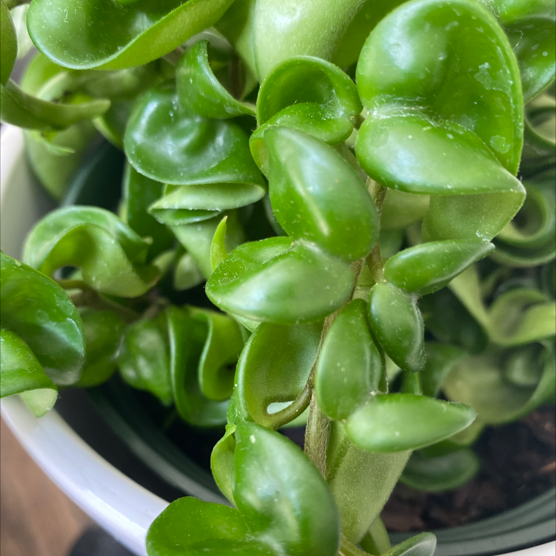 Close-up of a healthy Hoya carnosa 'Compacta' plant with vibrant green leaves.