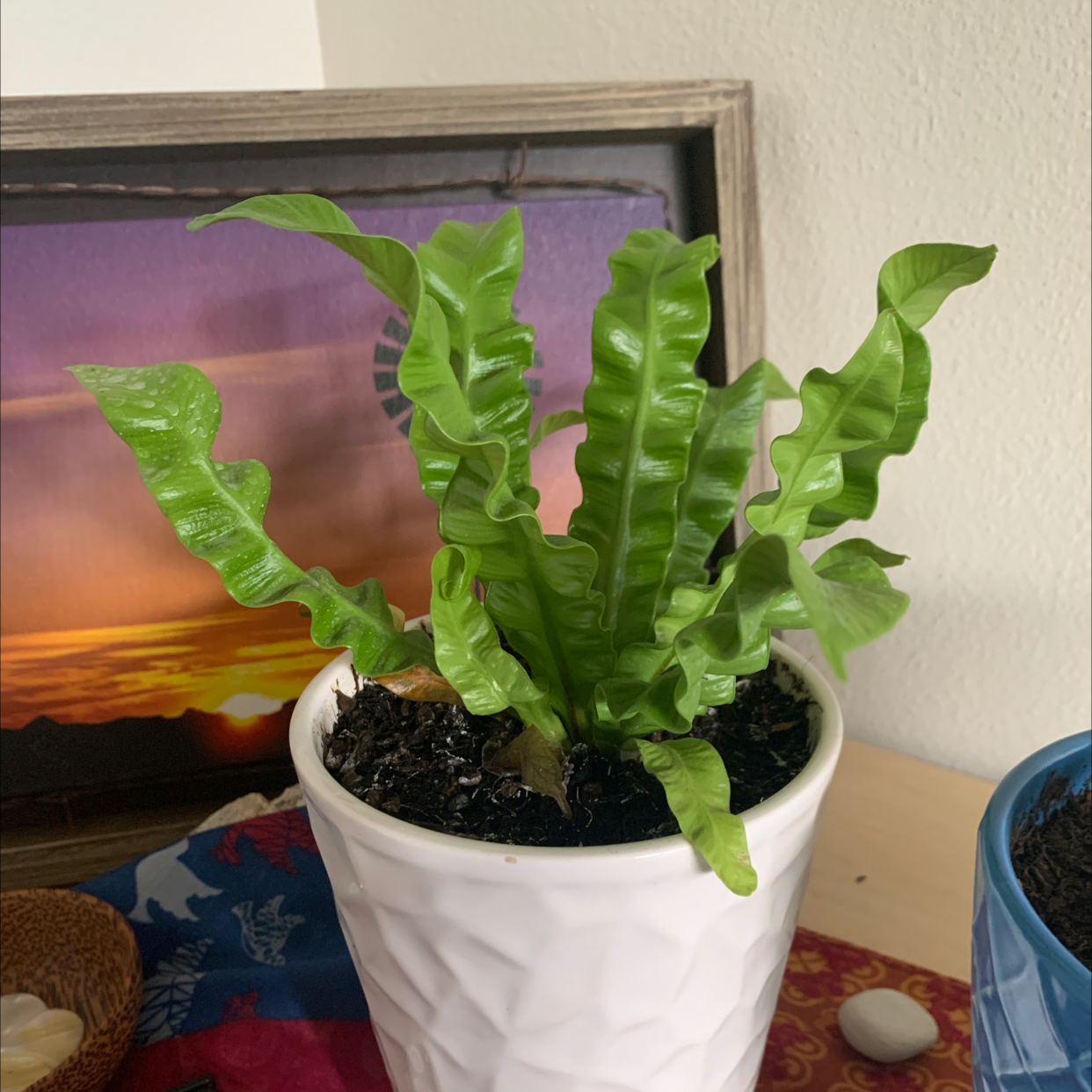 Healthy Bird's Nest Fern houseplant with wavy green fronds growing in a white ceramic pot.