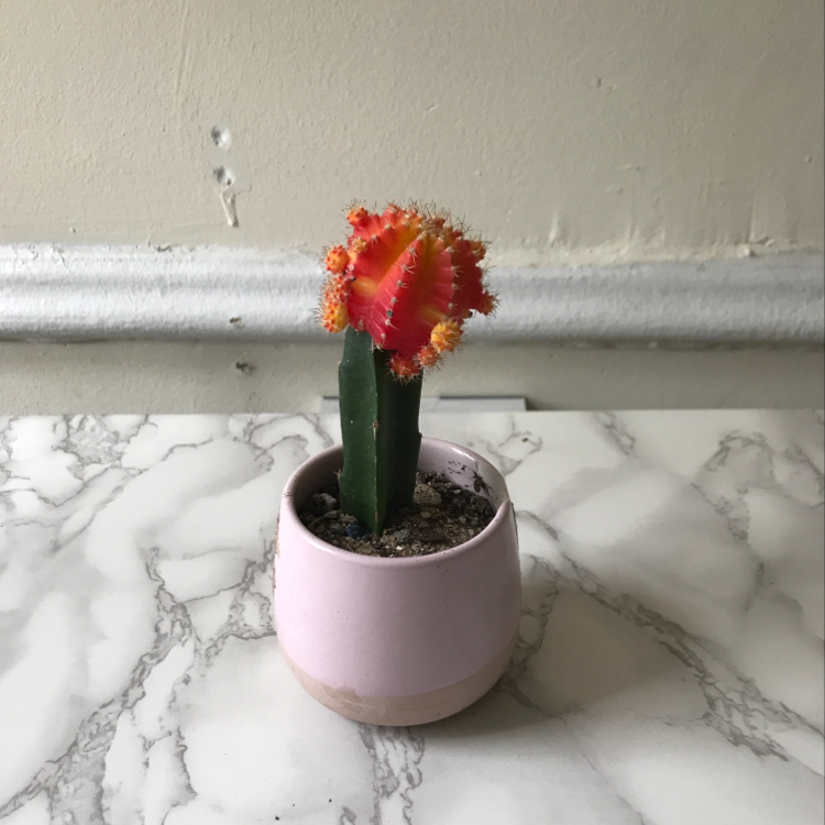 Moon Cactus in a pink pot on a marble surface, appears healthy.