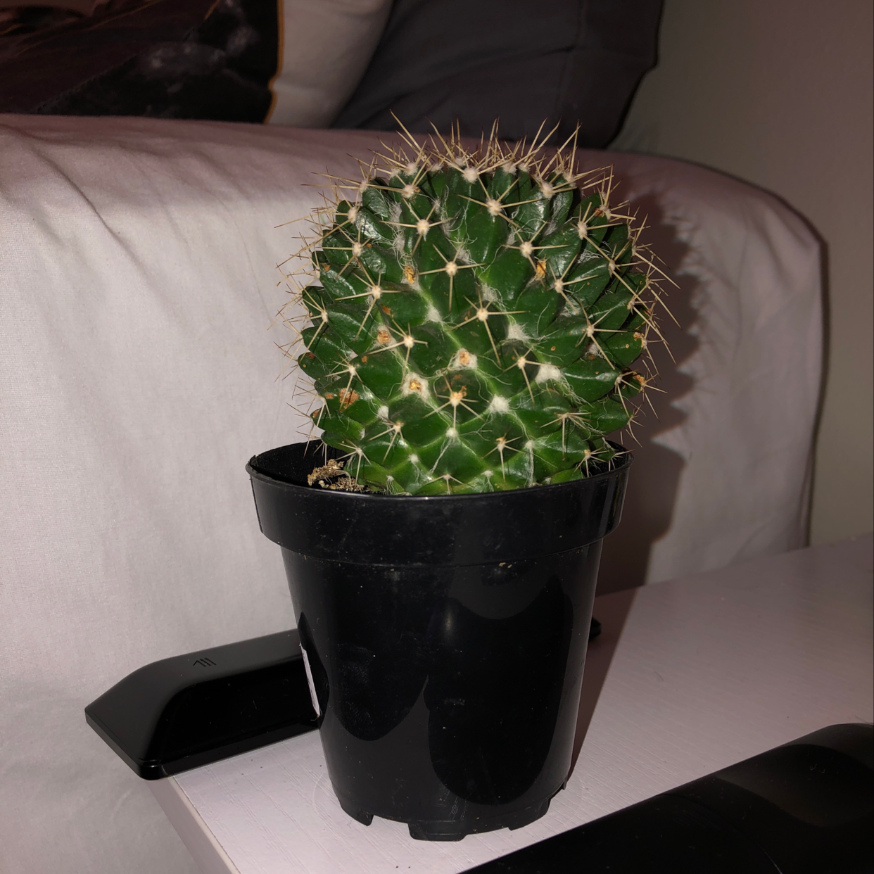 Plant care for Avonia Buderiana on Greg, the plant care app