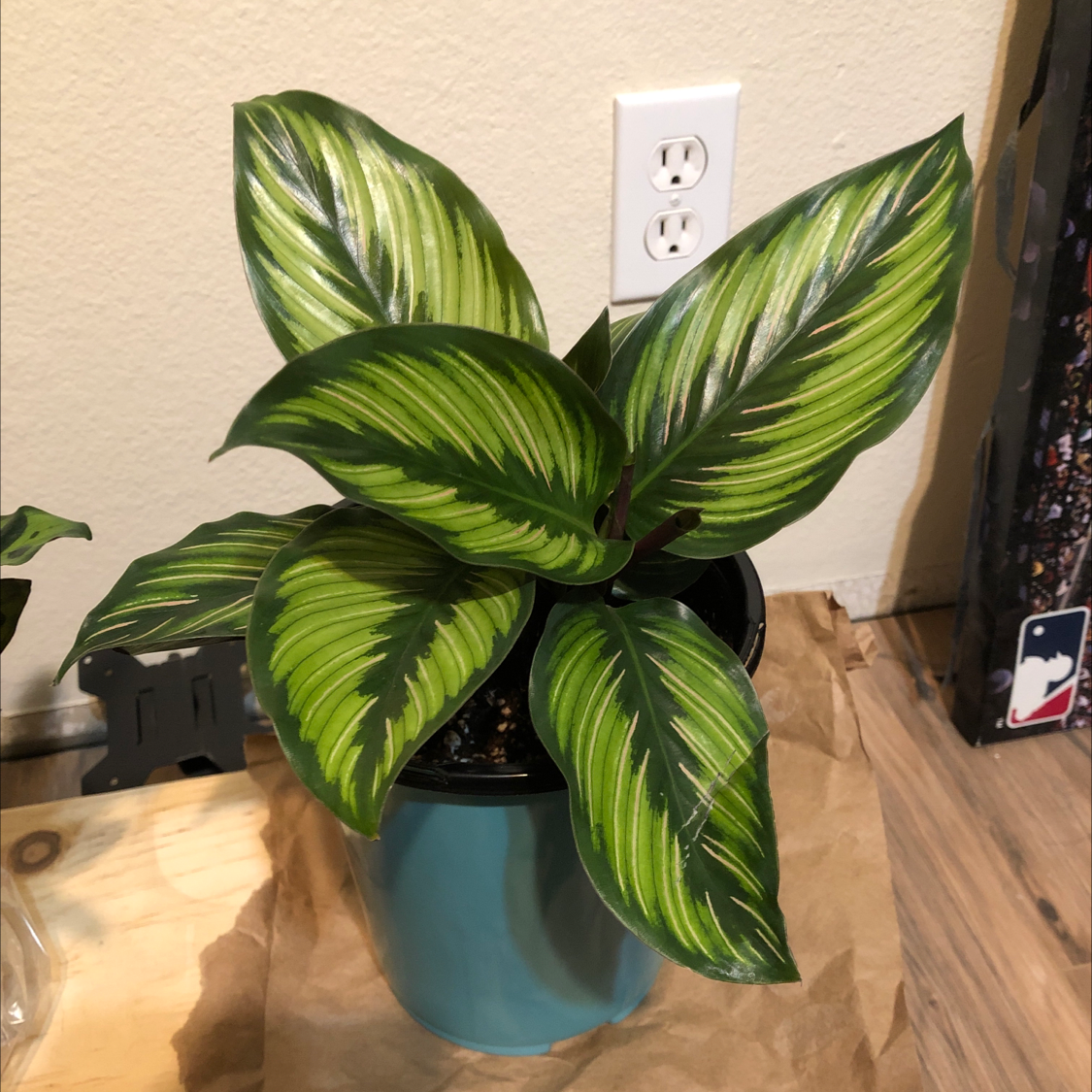 Healthy Calathea Orbifolia plant with vibrant green striped leaves in a blue pot.