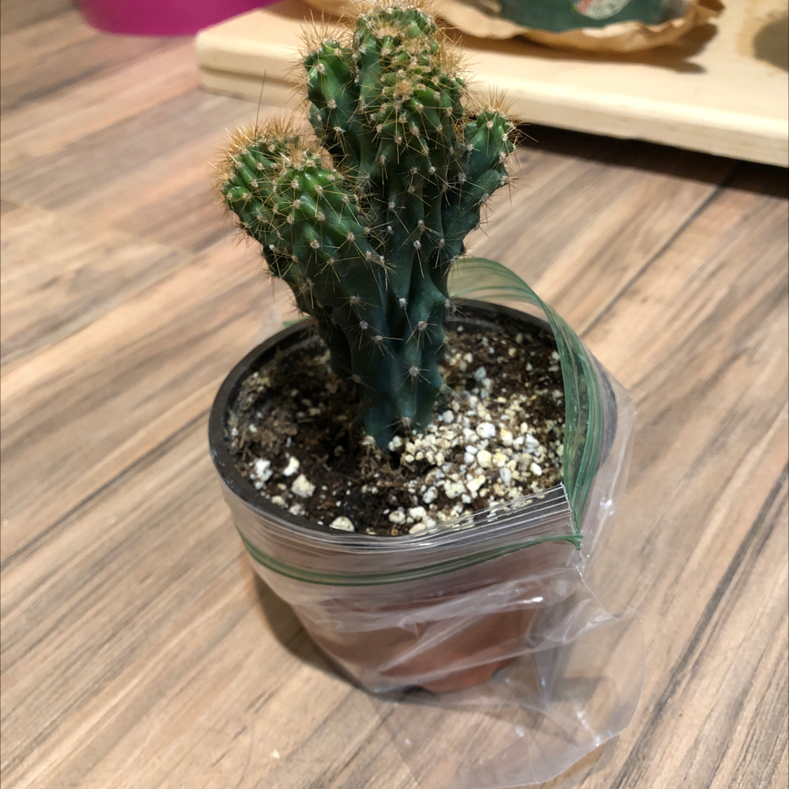 A healthy Brittle Prickly Pear cactus in a pot with visible soil.