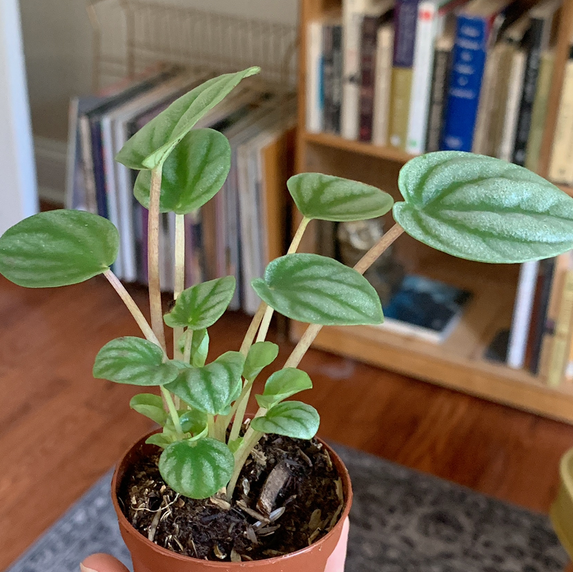 Healthy Emerald Ripple Peperomia plant in a small pot, held by a hand.