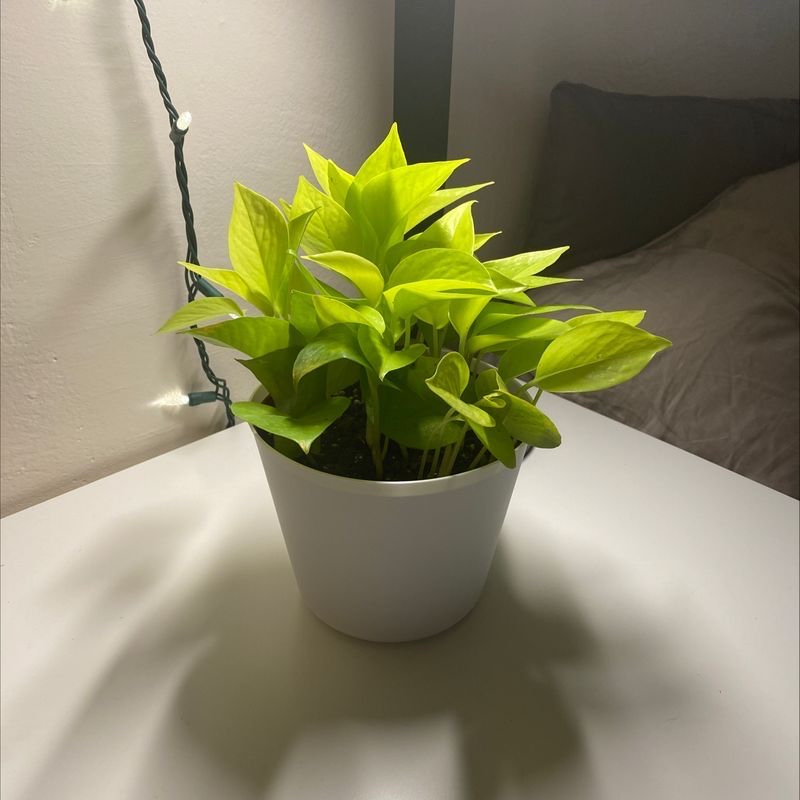 Neon Pothos plant in a white pot on a white surface, appearing healthy.
