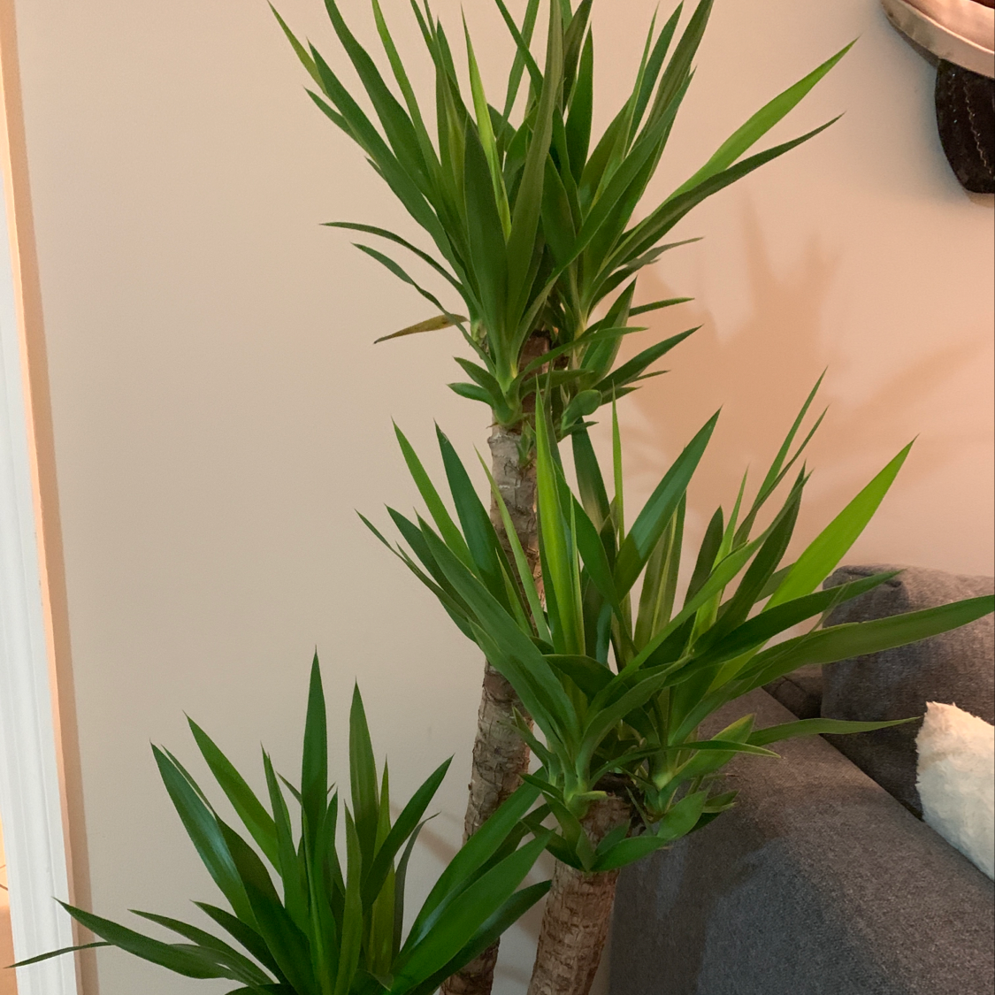 Healthy blue-stem yucca plant with long thin green leaves and no visible discoloration, well-framed against neutral background.