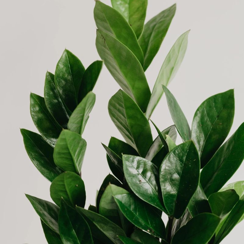 Plant care for Scindapsis on Greg, the plant care app