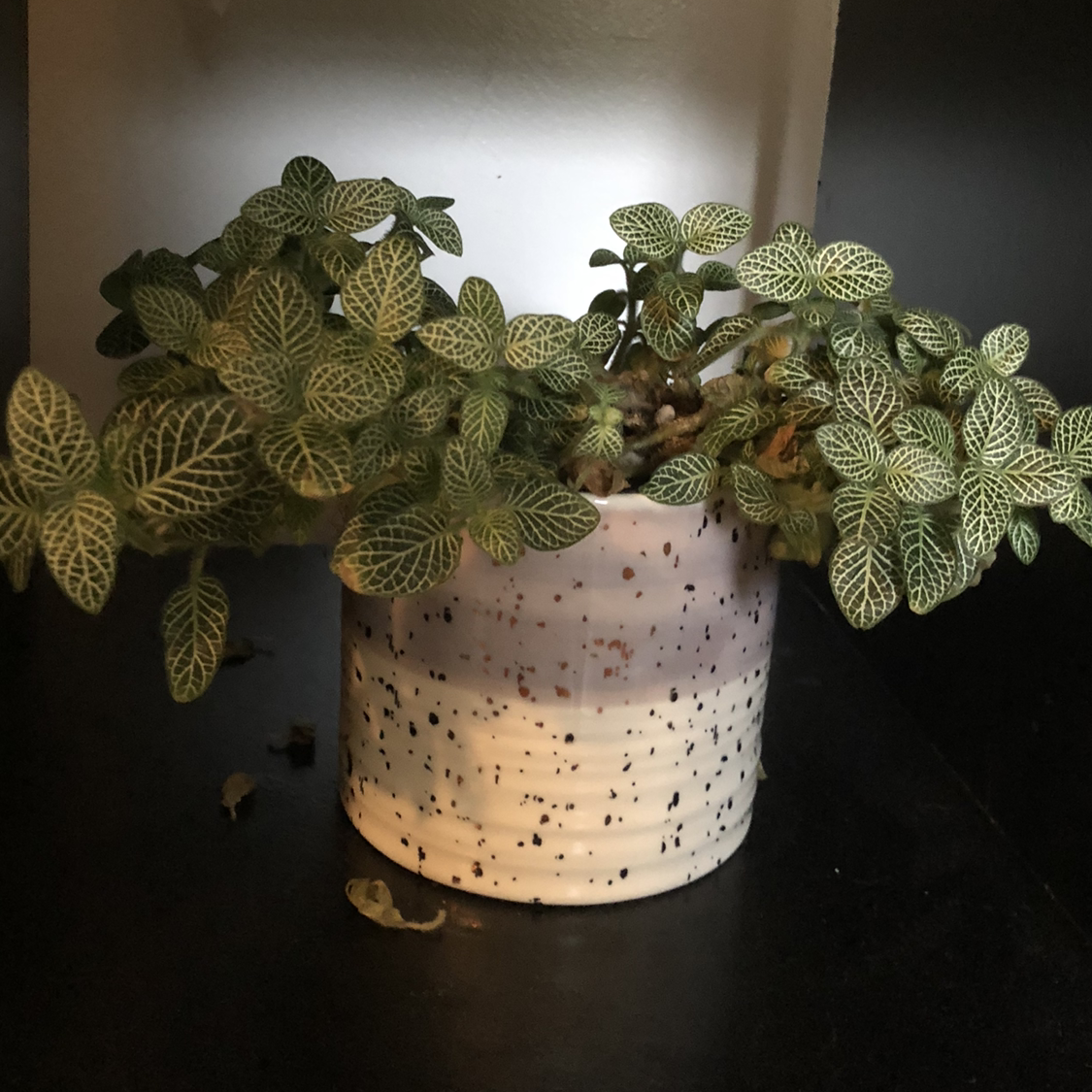 Nerve Plant (Fittonia) in a decorative pot with vibrant green leaves and white veins.