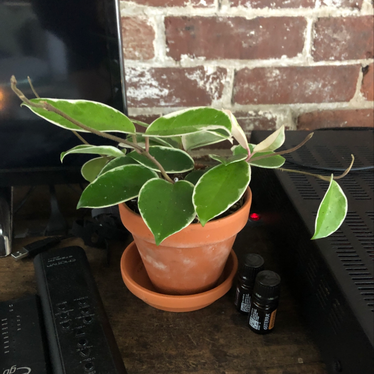 A healthy potted Hoya carnosa plant with vibrant green, oval-shaped leaves sitting on a desk in front of a brick wall.