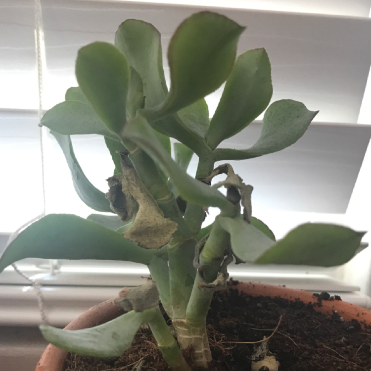 Lucky Plant plant photo by @teeth4us named Pop on Greg, the plant care app.