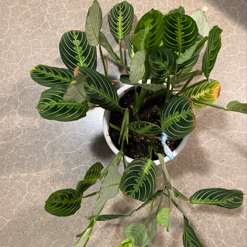 Photo of the plant species Dwarf Water Jasmine by Adaela named Umay on Greg, the plant care app