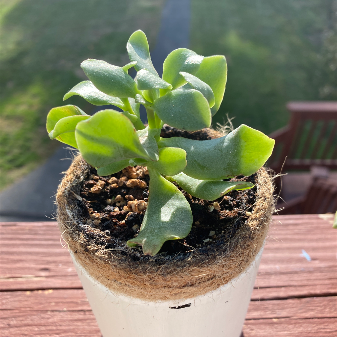 Potted Silver Dollar Plant with healthy green leaves in a white pot.