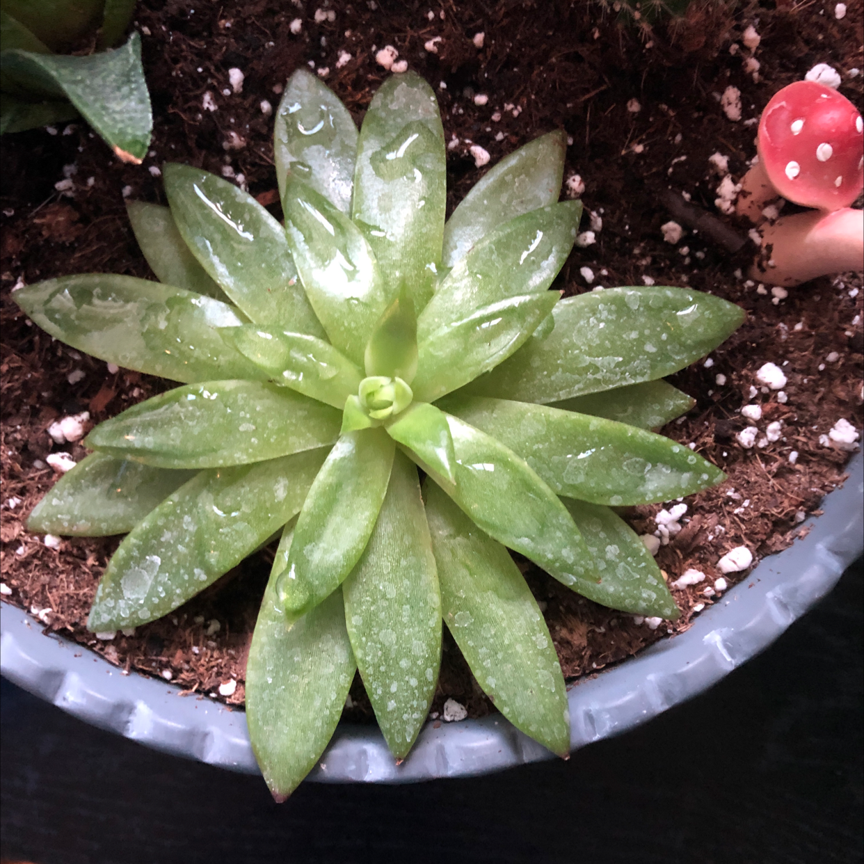 Lipstick Echeveria succulent in a pot with visible soil, appearing healthy.