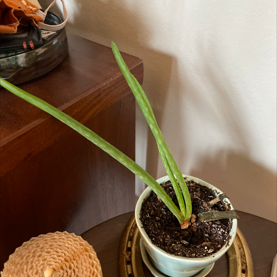 Aloe vera plant photo by @marrakech named Brutus on Greg, the plant care app.