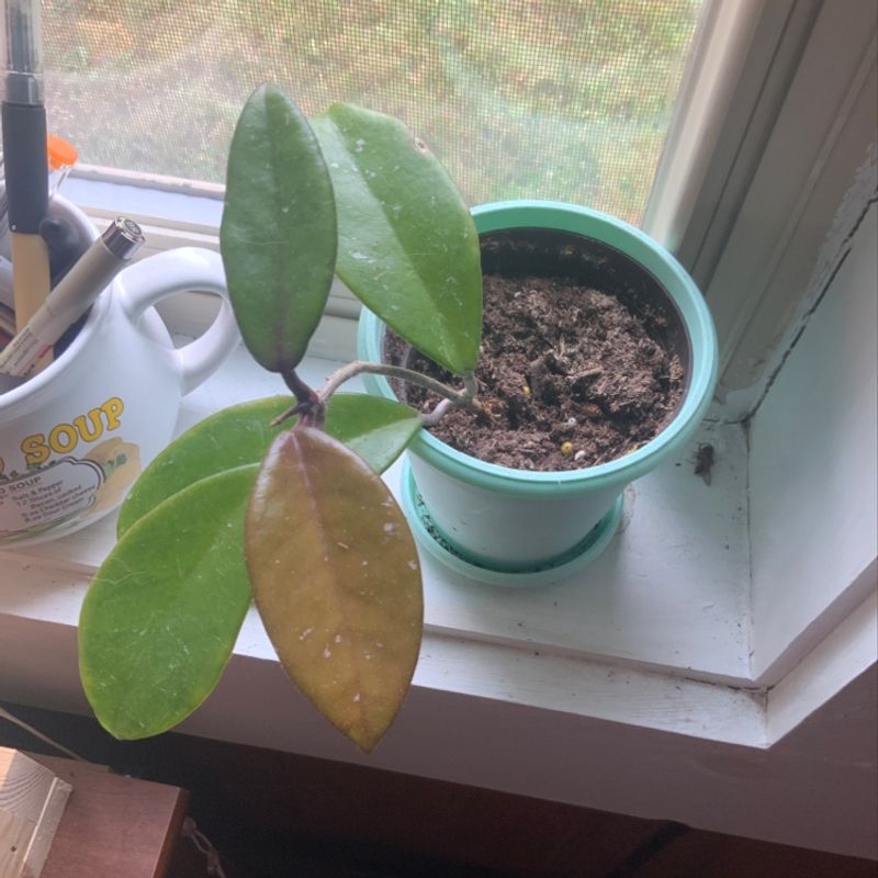 Potted wax plant with two healthy green leaves and one yellowing leaf, sitting next to a small turquoise pot filled with soil on a white surface.