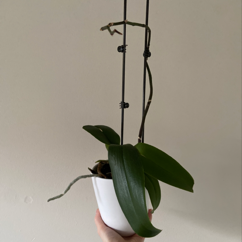 Basket Plant in a white hanging pot with healthy green leaves.