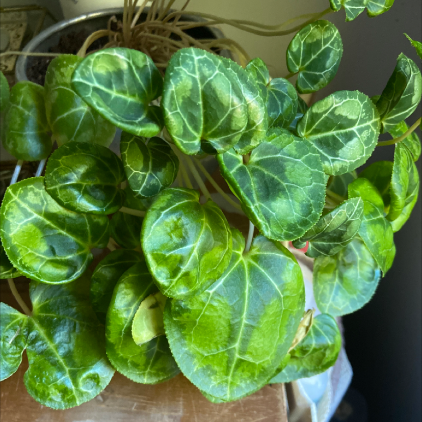 Healthy Persian Cyclamen plant with vibrant green and white variegated heart-shaped leaves, well-framed and in focus.