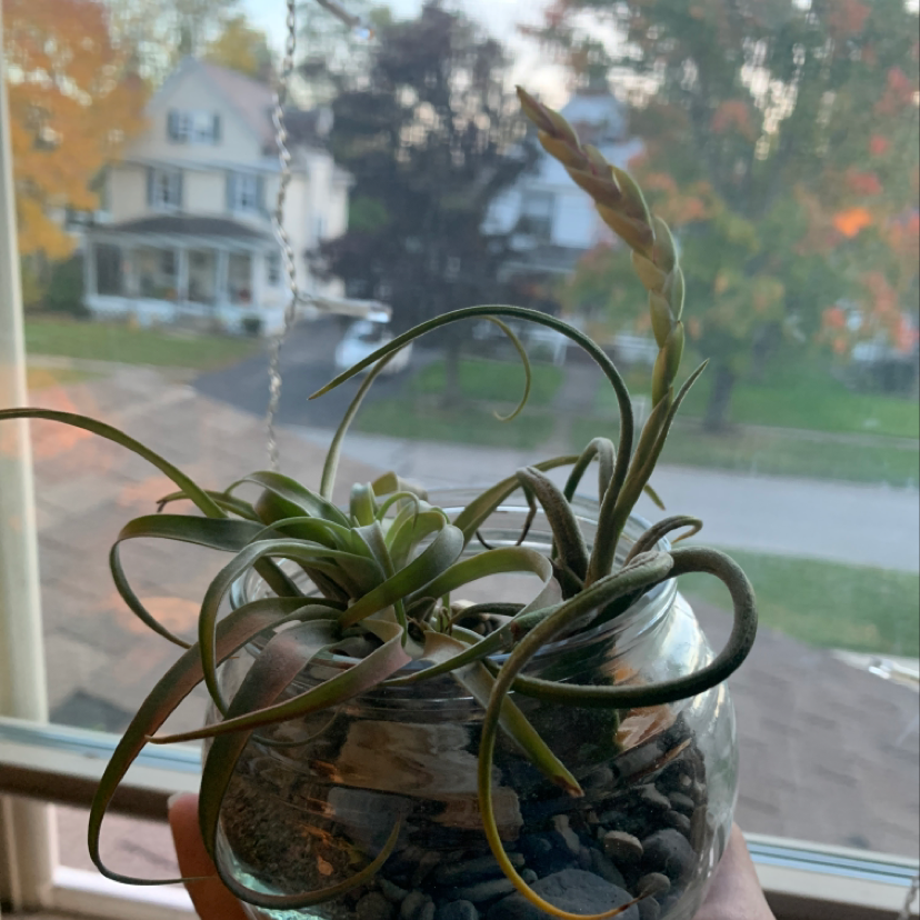 Medusa Head Air Plant in a glass container with pebbles, held by a hand, with a window view in the background.