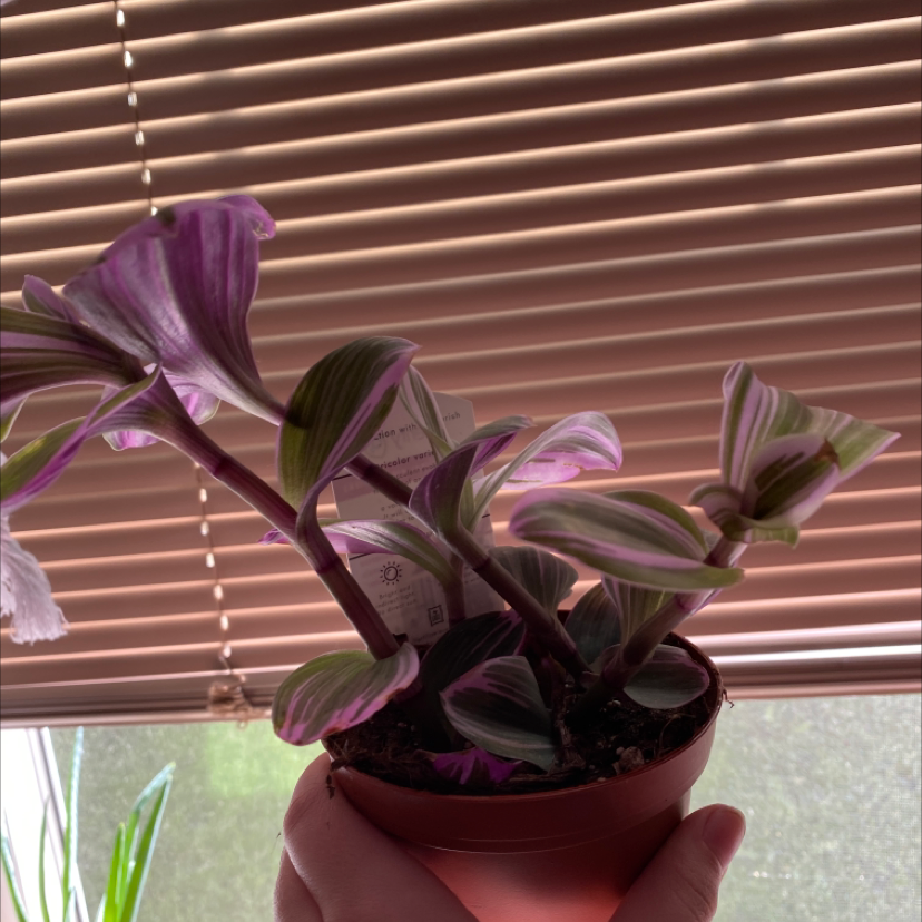 Jewel Orchid plant in a small pot with variegated purple and green leaves, held by a hand.