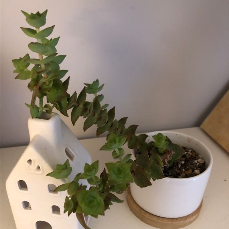 Healthy Crassula perforata succulent with round green button-like leaves in a white ceramic pot on a wooden surface.