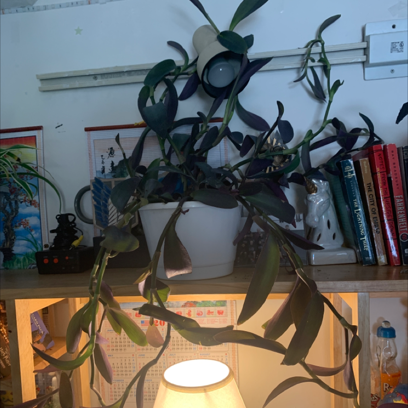 Healthy, trailing Purple Heart plant with deep purple leaves, potted in a beige ceramic pot on an indoor shelf surrounded by books.