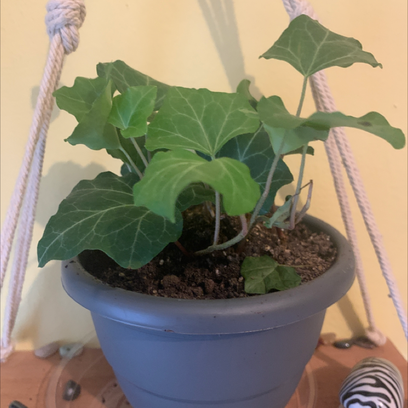 English Ivy plant photo by @teebeetbh named ivy (she/her) on Greg, the plant care app.