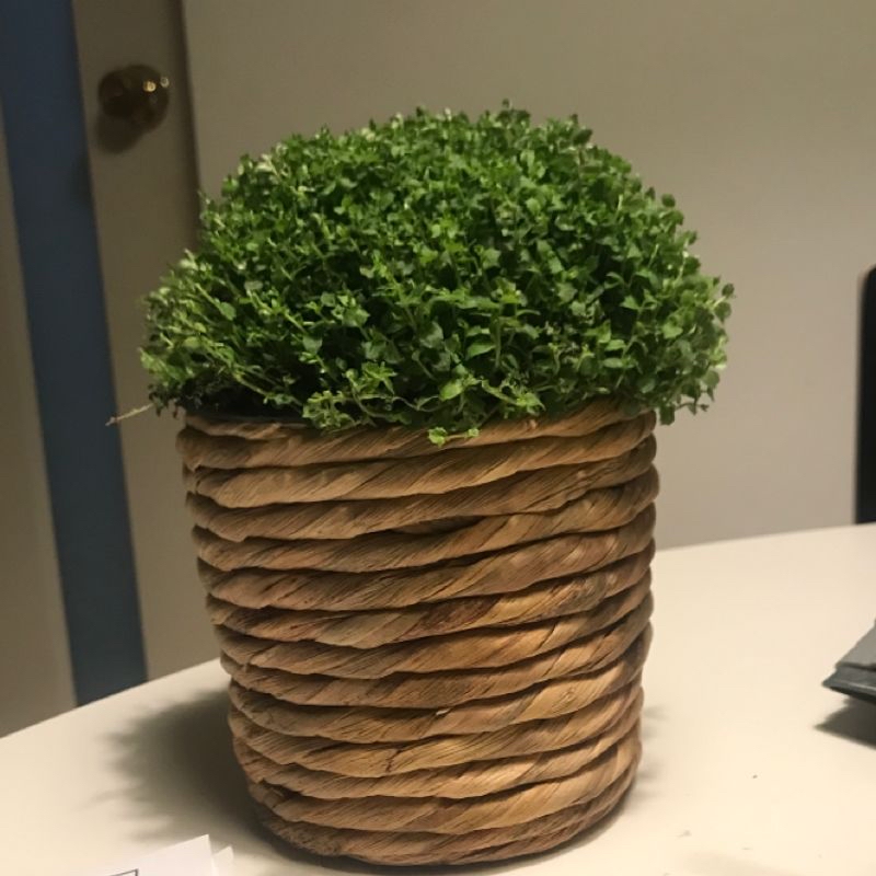 Healthy Huperzia squarrosa club moss plant in a woven basket, with dense bright green twisted foliage and no signs of disease.