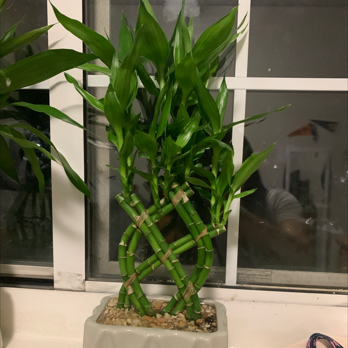 Healthy lucky bamboo plant with twisted green stalks in a white ceramic planter filled with decorative stones on a window sill.