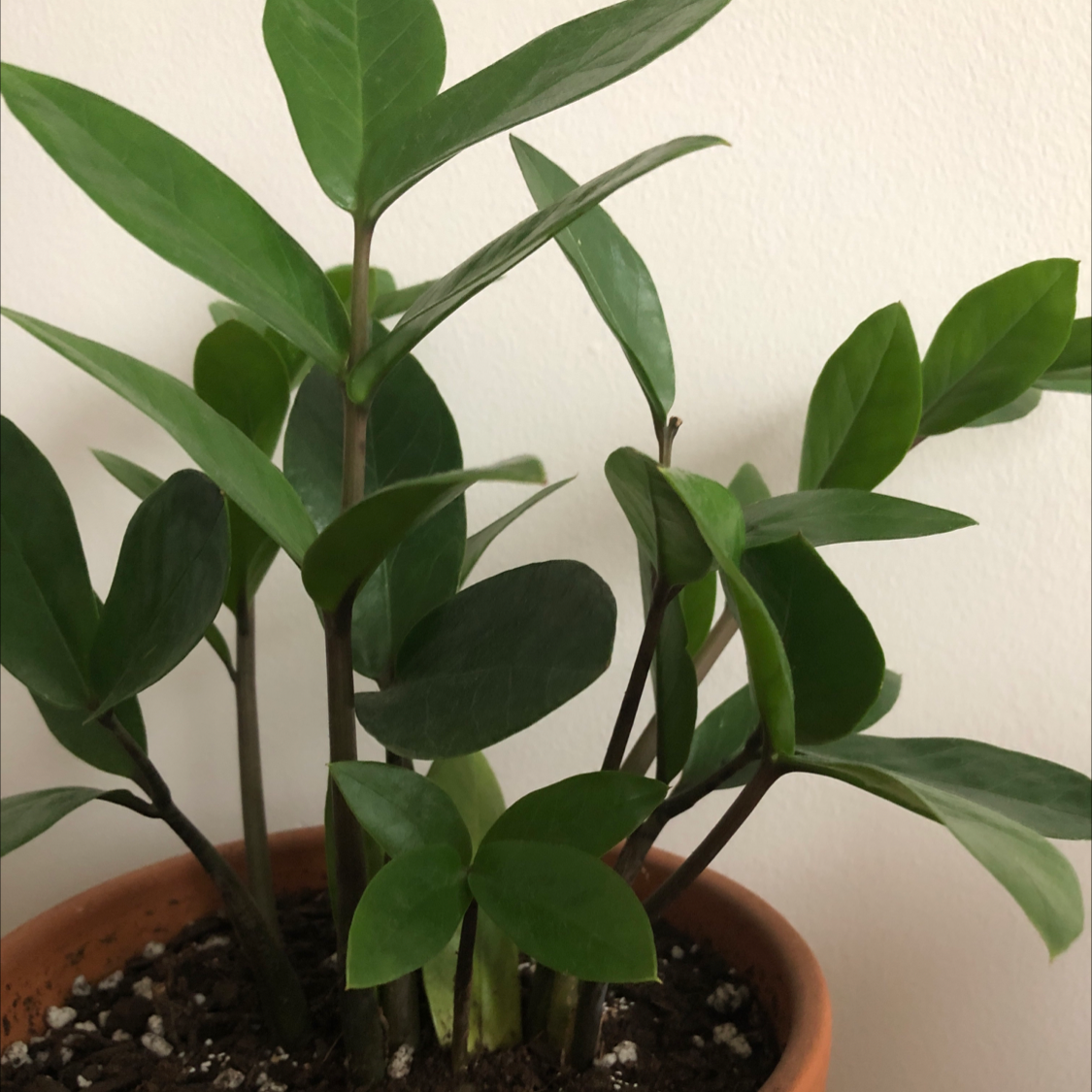 Zamioculcas Zamiifolia plant photo by @gracenevitt named Ziggy Stardust on Greg, the plant care app.
