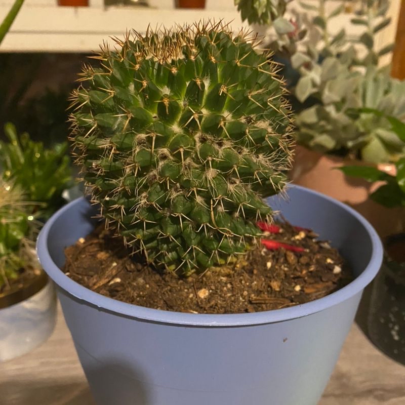 Mammillaria Uncinata cactus in a blue pot with visible soil, well-framed and in focus.