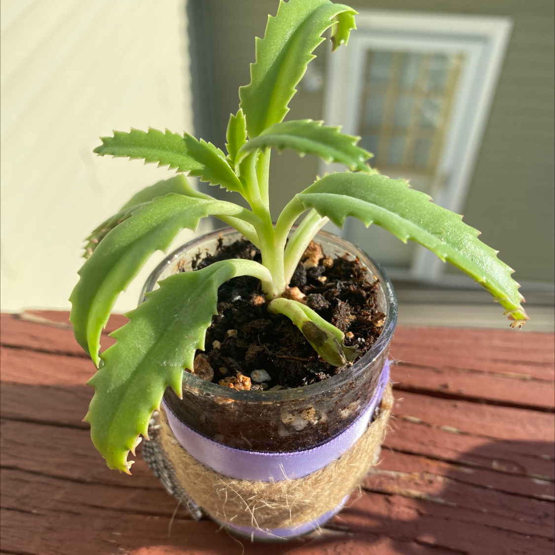 Healthy Mother of Thousands plant in clear pot with visible soil and many plantlets on leaf margins