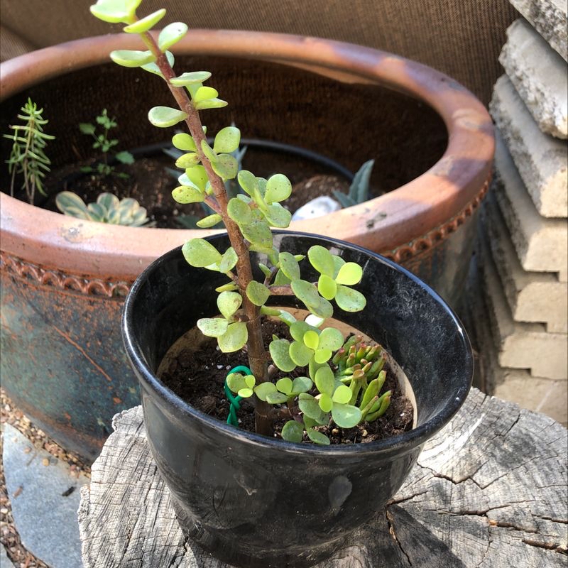 Potted Elephant Bush plant on a wooden surface with another pot in the background.