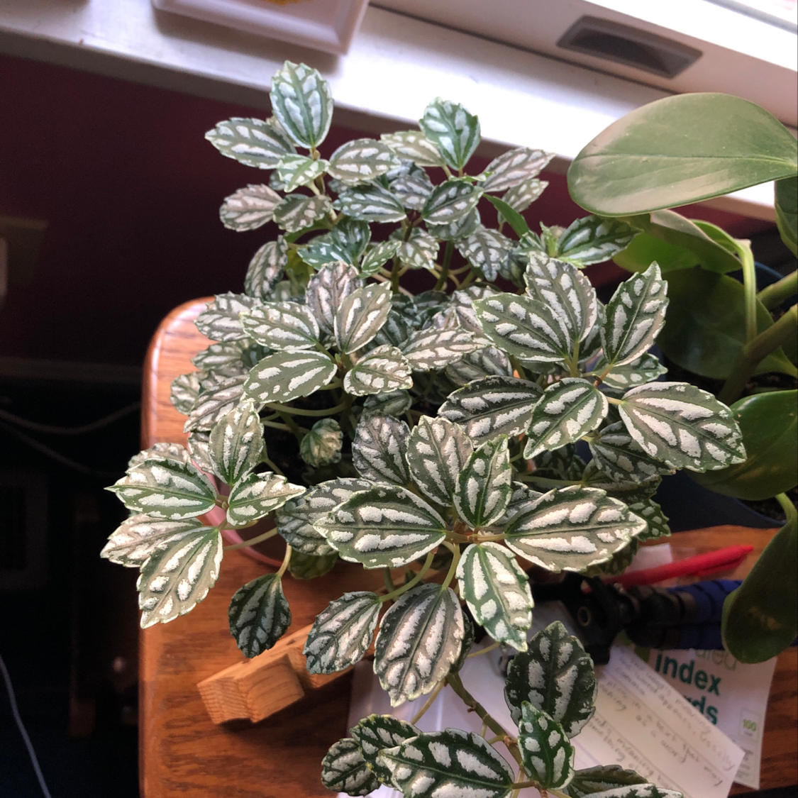 Healthy Aluminum Plant with white and green patterned leaves on a wooden surface near a window.
