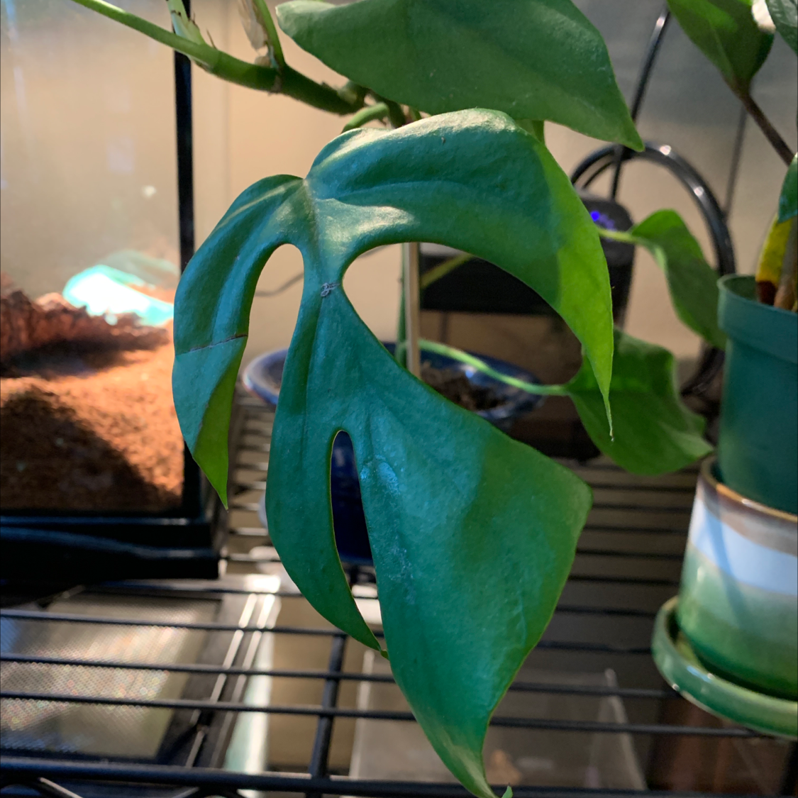 Mini Monstera plant with healthy green leaves and characteristic splits.